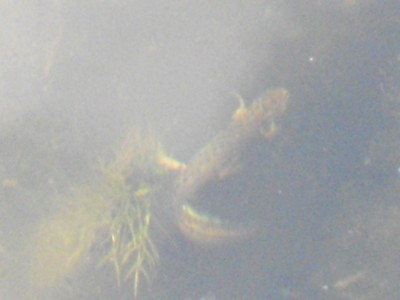 IMGP0253_Bildgröße ändern.JPG