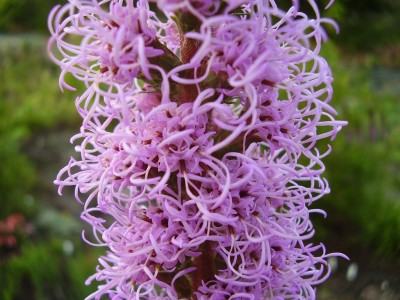 Liatris scariosa (3).JPG
