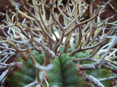 Euphorbia valida (4).JPG