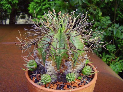 Euphorbia valida.JPG