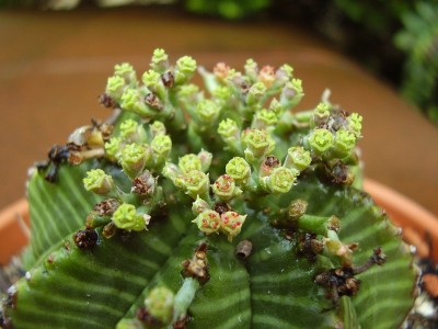 Euphorbia meloformis (6).JPG