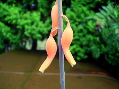 Gasteria armstrongii (3).JPG