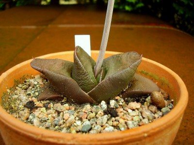 Gasteria armstrongii.JPG