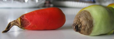 IMG_3250_Tomate_krank_02.JPG