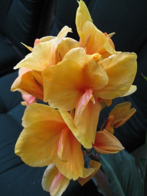 IMG_8511.JPG