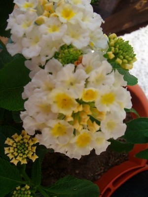 Lantana-weiß-1.JPG