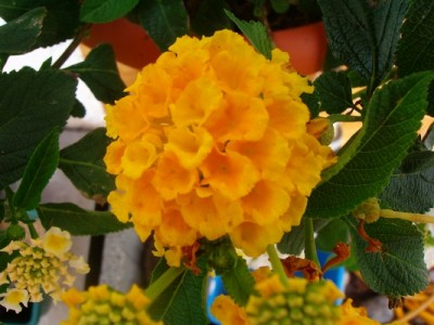 Lantana-orange-1.JPG