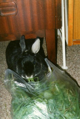 Hoppel6.jpg