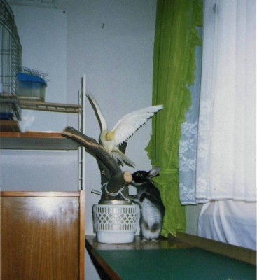 Hoppel5.jpg