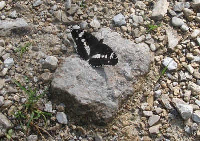 EISVOGEL.JPG