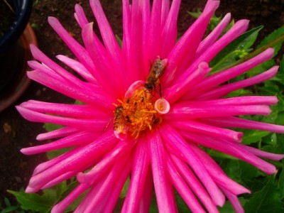 Kaktusdahlie-rosa-3.JPG
