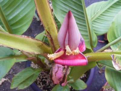banane3 (10).JPG