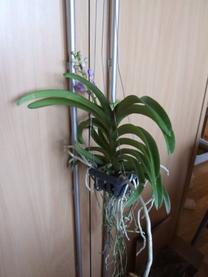 DSCF4220.JPG