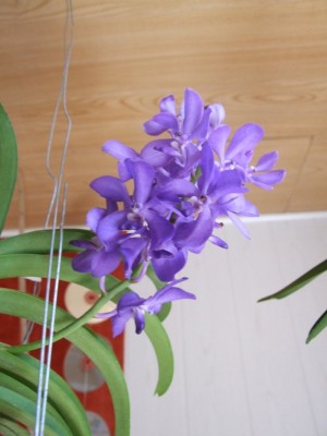 DSCF4211.JPG