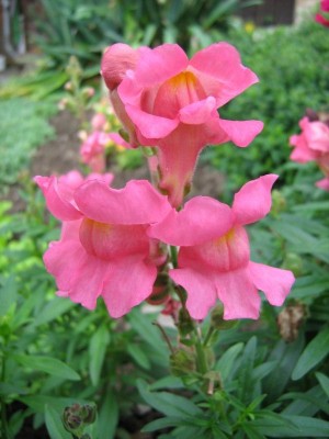 IMG_2974klein.jpg