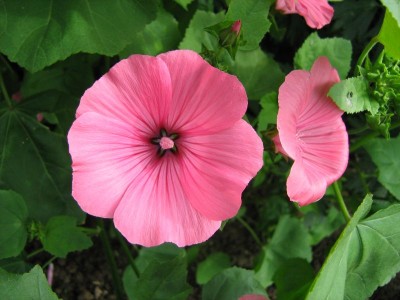 IMG_2811klein.jpg