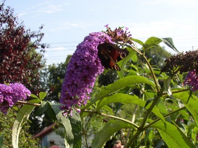 Sommerflieder (2).jpg