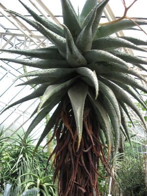 aIMG_0711.JPG