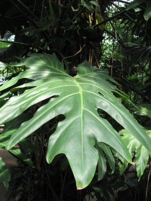 aIMG_0705.JPG