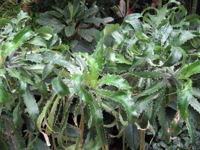 aIMG_0702.JPG