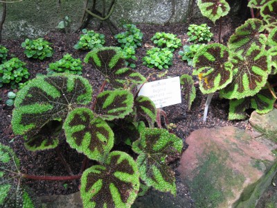 aIMG_0687.JPG