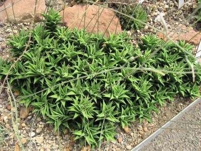 aIMG_0739.JPG