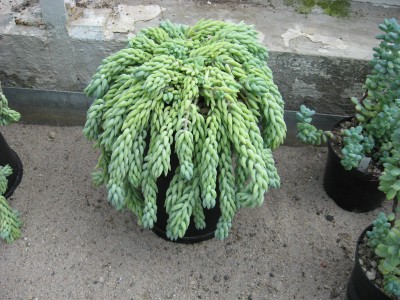 aIMG_0737.JPG