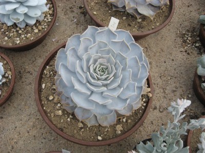 aIMG_0735.JPG