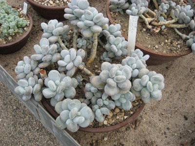 aIMG_0734.JPG