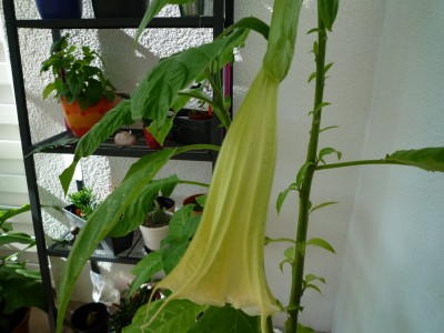Engelstrompete erste Blüte.JPG