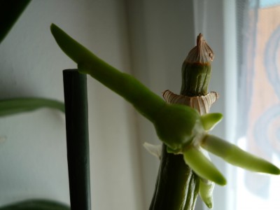 Kindel Dendrobium2.JPG