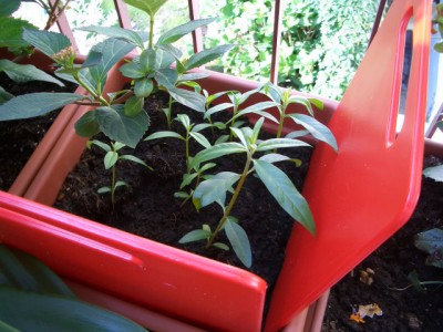 Asclepias.jpg