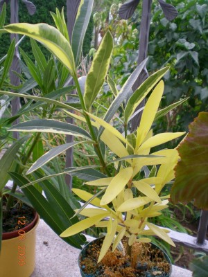 DSCN53210001.JPG