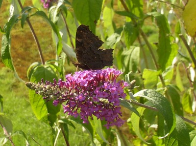 Sommerflieder (4).jpg