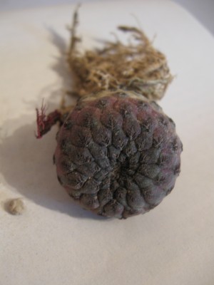 Sulcorebutia rauschii.jpg