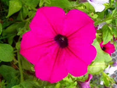 Petunie-pink-1.JPG