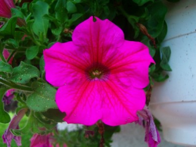 Petunie-pink.JPG