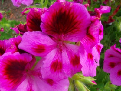 Pelargonie-pink.JPG