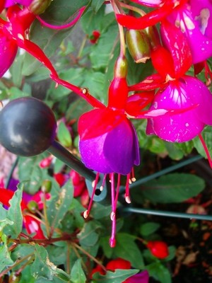 Fuchsie-lila-rot-pink.JPG