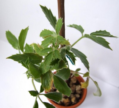 Caudex-1.JPG