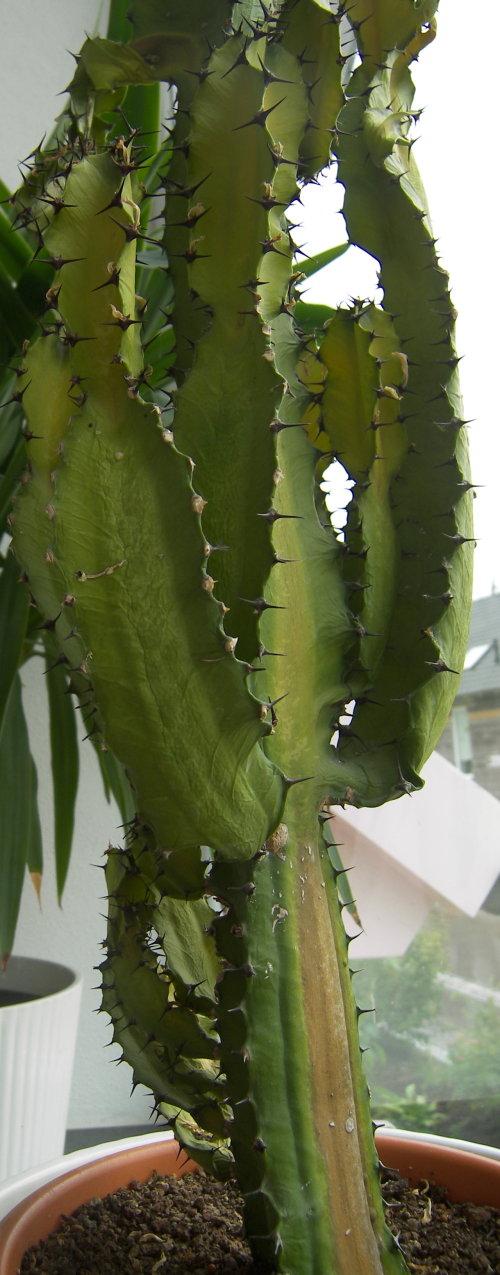monstera kostm Grne Monstera Bltter Streudeko 15g  Kostme.com