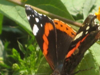 IMG_8099.JPG