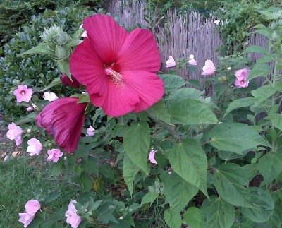 IMG00191.jpg