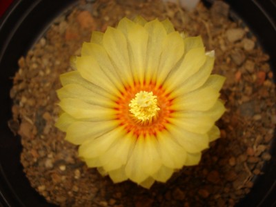 Astrophytum asterias in Blüte.jpg