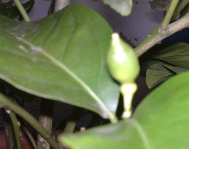 13082009222 verkleinert.JPG