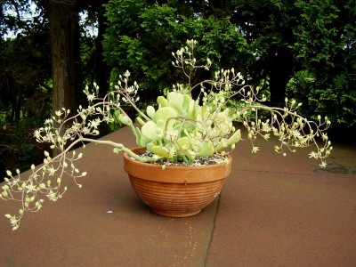 Sedum allantoides ´Goldii´ (6).JPG