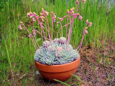 Echeveria elegans (6).JPG