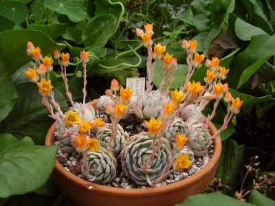 Echeveria derenbergii (7).JPG