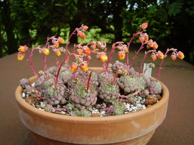 Echeveria ´Vincent Catto´ (5).JPG