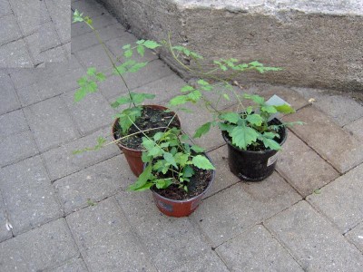 Trompetenwein ableger.jpg